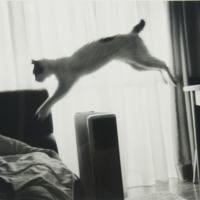 [Untitled]