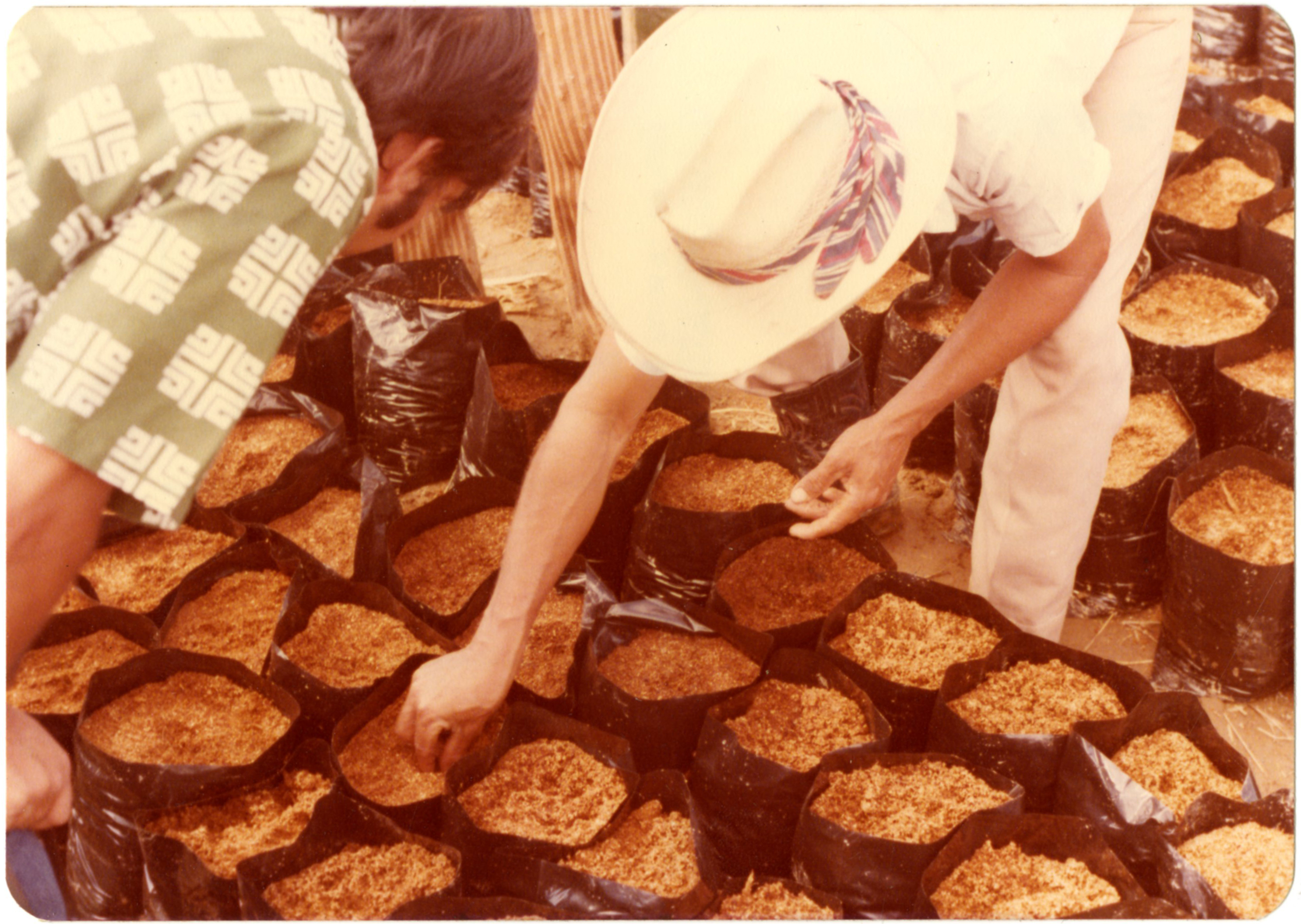 Cacao seeds