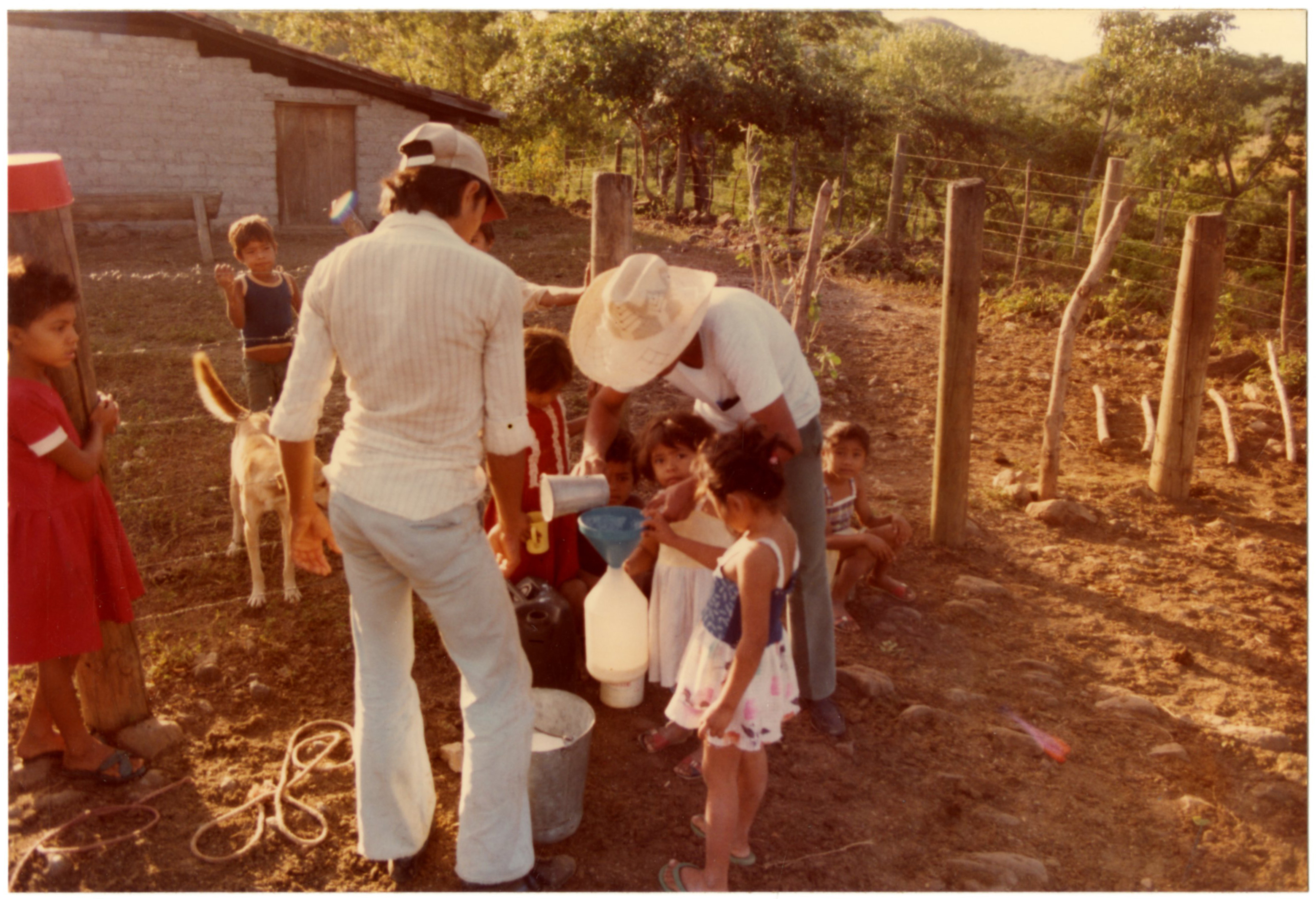 Oxen in Honduras