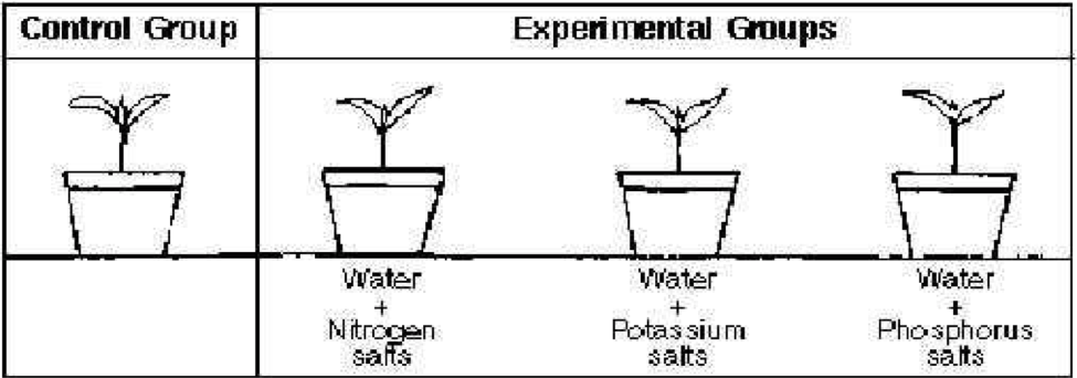 Control Group Definition and Examples